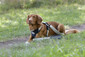 2023 Weatherbeeta Explorer Dog Lead 101819900 - Navy